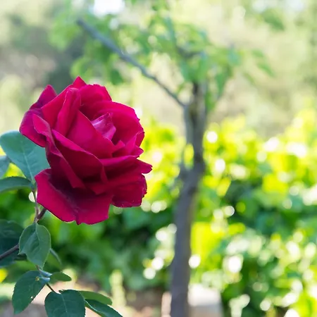 Bed & Breakfast Countryside Bcn Torrelles De Llobregat